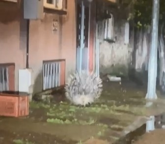 Yenipazar’da nesli tükenmekte olan oklu kirpi kameraya yansıdı