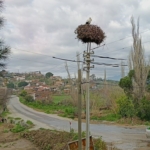 Yılın ilk leylekleri gelmeye başladı, ilk gören 1 çuval unu kaptı