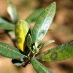 Zeytinde halkalı leke hastalığı ile mücadele çağrısı