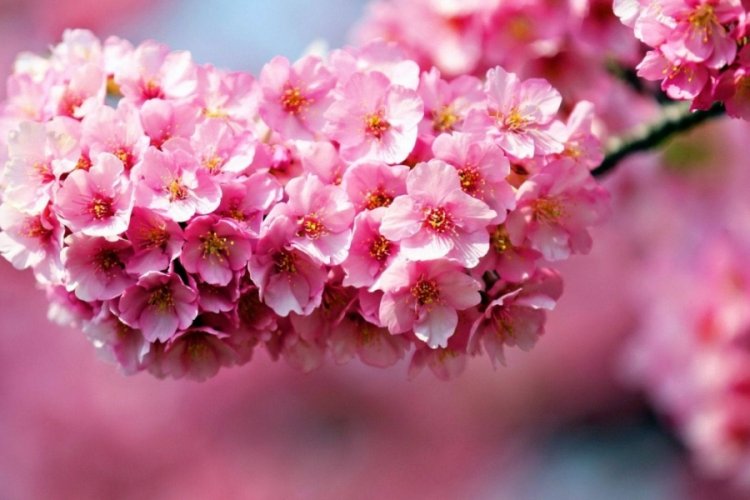 1689212 ilk cemre dustu kis bitiyor bahar geliyor 65d30207d1b53