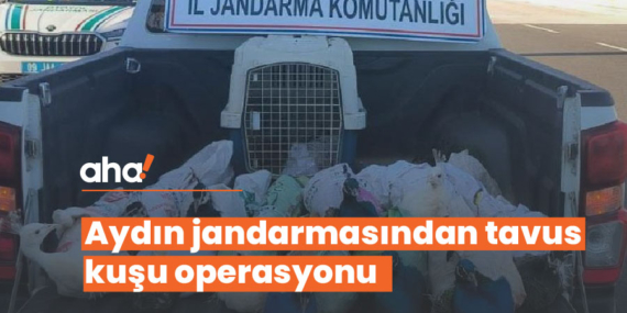 Aydın jandarmasından tavus kuşu operasyonu!