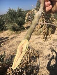 WhatsApp Image 2026 03 10 at 13.51.52