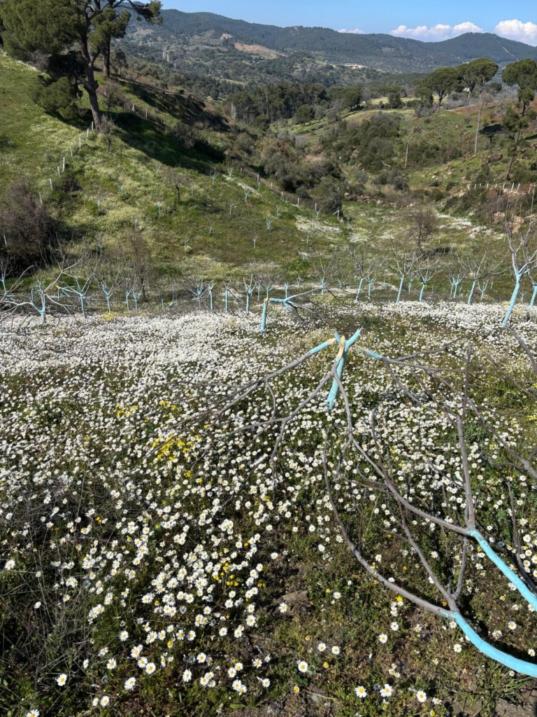 WhatsApp Image 2026 03 26 at 17.43.45