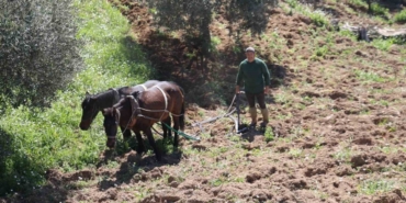 Aydın dağlarında incir ve zeytin üreticisinin karasabanla zorlu mücadelesi başladı