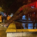 Aydın kent merkezinde faciadan dönüldü: Asırlık çam ağacı devrildi