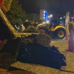 Aydın kent merkezinde faciadan dönüldü: Asırlık çam ağacı devrildi