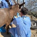 Aydın’da at ve eşeklerden numune alınıyor