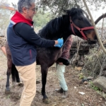 Aydın’da at ve eşeklerden numune alınıyor