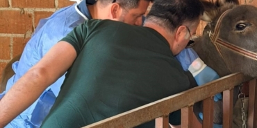 Aydın’da at ve eşeklerden numune alınıyor