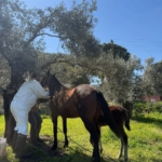 Aydın’da at ve eşeklerden numune alınıyor