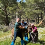 Aydın’da at ve eşeklerden numune alınıyor