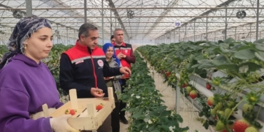 Aydın’da çilek hasadı başladı