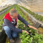 Aydın’da hasat öncesi çilek bahçeleri kontrol edildi