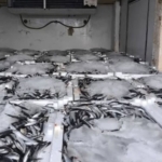 Aydın’da nakil belgesiz 290 kasa balığa el konuldu