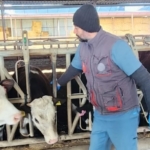 Aydın’da şap ve hastalıklara karşı aşılama çalışmaları sürüyor