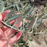 Aydın’da zeytin bahçeleri kontrol edildi