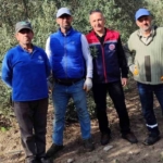 Aydın’da zeytin bahçeleri kontrol edildi
