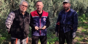 Aydın’da zeytin bahçeleri kontrol edildi