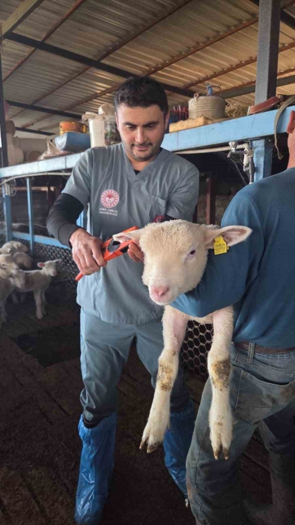 bozdoganda asi ve kupeleme calismalari suruyor 54716eda08fe