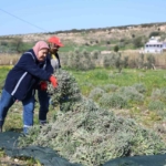 Didim’de ada çayı hasadı yapıldı