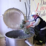 Didim’de ada çayı hasadı yapıldı