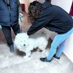 Didim’de evcil hayvanlar aşılanıyor