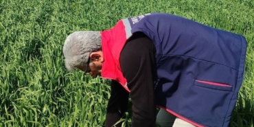 Didim’de hububat ekili araziler temiz çıktı