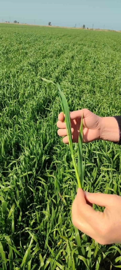 didimde hububat ekili araziler temiz cikti 333e8ed18050