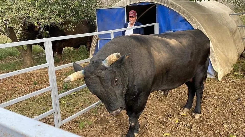 Aydın’ın en ünlüsüydü: Boğa sahibine saldırdı!