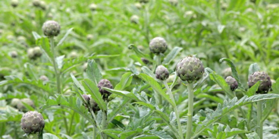 Ege’de Yetişen Şifalı Otlar ve Sağlığa Faydaları