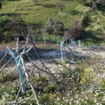 Koçarlı’daki ağaç kesimi olayında şüpheli gözaltına alındı