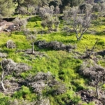 Koçarlı’daki ağaç kesimi olayında şüpheli gözaltına alındı