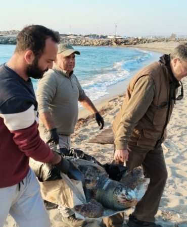 Kuşadası’nda 2 yeşil deniz kaplumbağası ve 1 caretta caretta ölü bulundu