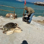 Kuşadası’nda deniz kaplumbağası ölümleri artıyor: Bir haftada 7 kayıp