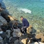 Kuşadası’nda deniz kaplumbağası ölümleri artıyor: Bir haftada 7 kayıp