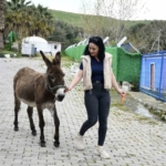 Kuşadası’ndan saplandığı çamurdan kurtarılan eşek koruma altına alındı