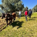 Traktörün giremediği zeytinlikte üretim atlarla sürüyor