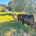 Traktörün giremediği zeytinlikte üretim atlarla sürüyor