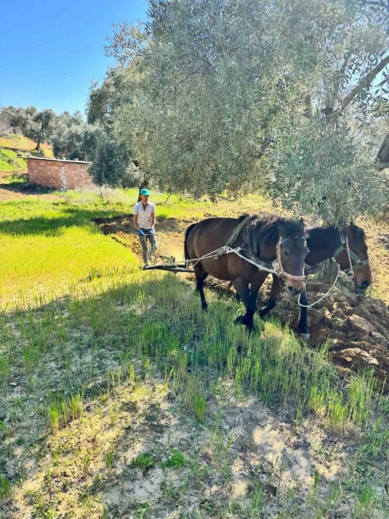traktorun giremedigi zeytinlikte uretim atlarla suruyor 34121cf8cbd0