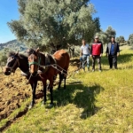 Traktörün giremediği zeytinlikte üretim atlarla sürüyor