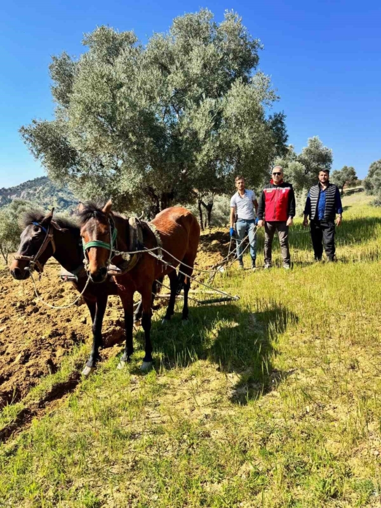 traktorun giremedigi zeytinlikte uretim atlarla suruyor 4b6fcf58432f