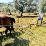Traktörün giremediği zeytinlikte üretim atlarla sürüyor