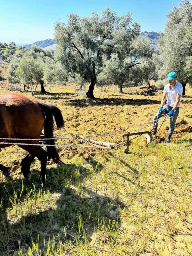traktorun giremedigi zeytinlikte uretim atlarla suruyor a19e28bf7619