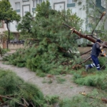 Üzerine ağaç devrilen park halindeki araç zarar gördü
