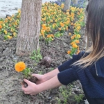 Yurt bahçesi gönüllü öğrencilerle bahara hazırlandı