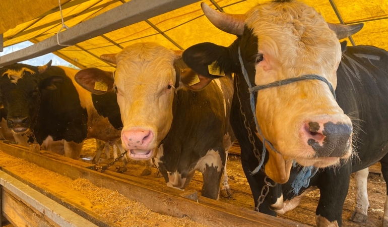 WhatsApp Image 2026-04-20 at 12.41.54