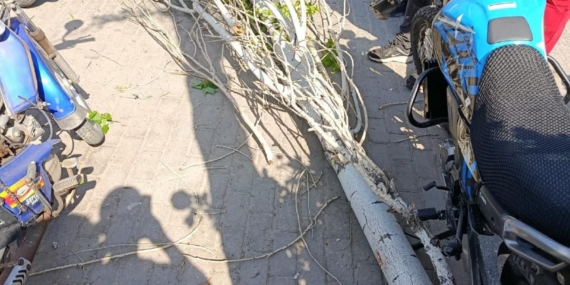 Rüzgar kavak ağacını ikiye böldü yaralanan olmadı