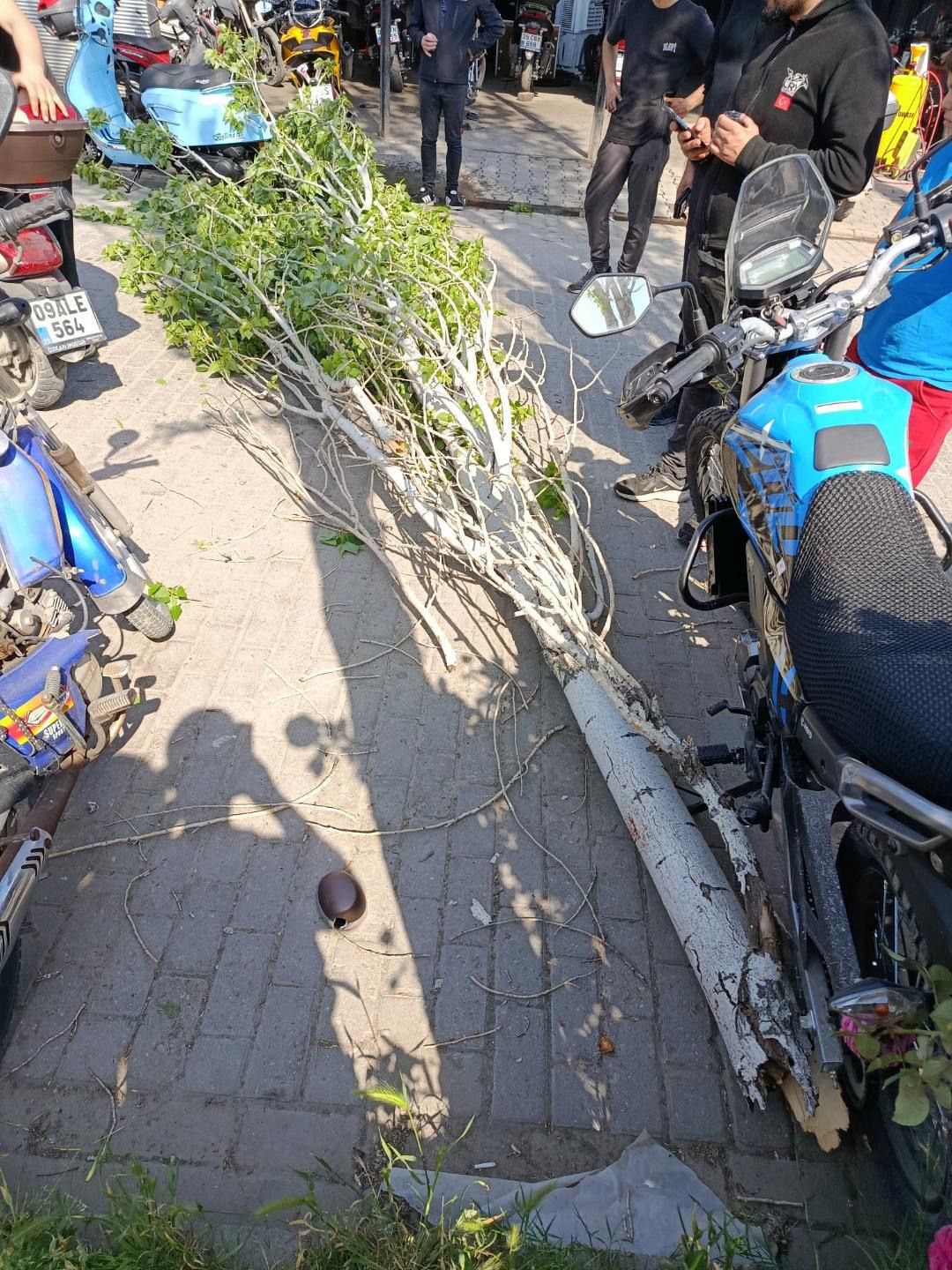 Rüzgar kavak ağacını ikiye böldü yaralanan olmadı 1 WhatsApp Image 2026 04 22 at 17.29.02