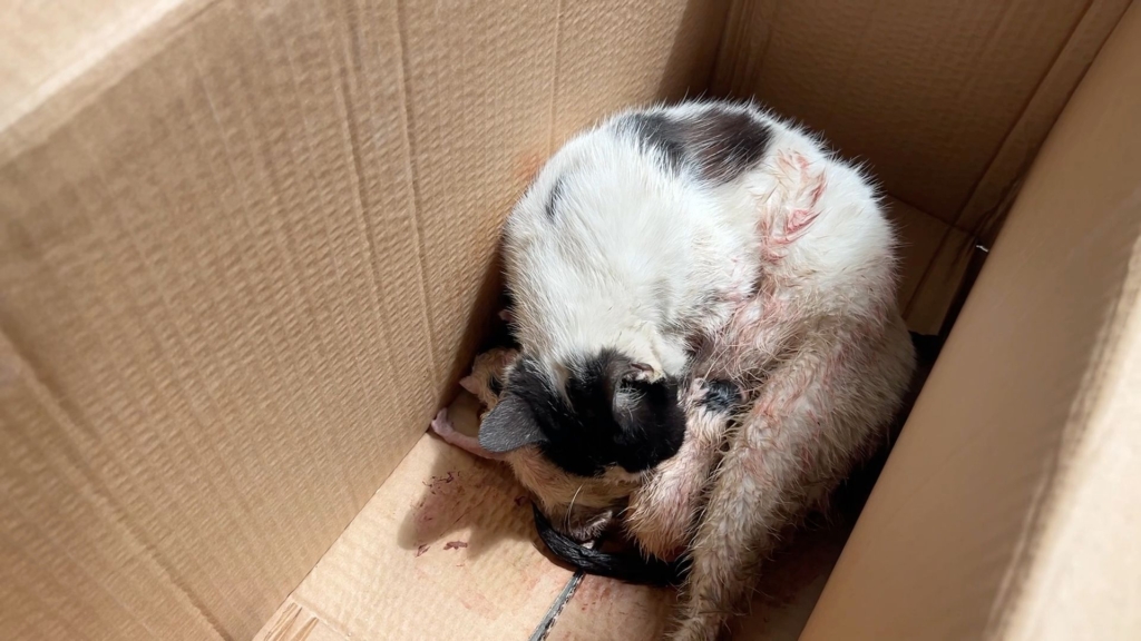 WhatsApp Image 2026 04 25 at 12.57.52 1