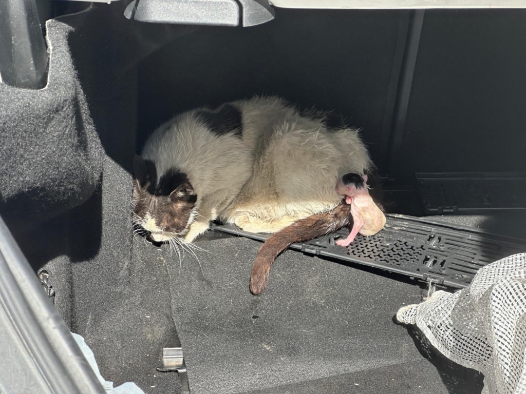 WhatsApp Image 2026 04 25 at 12.57.52 3